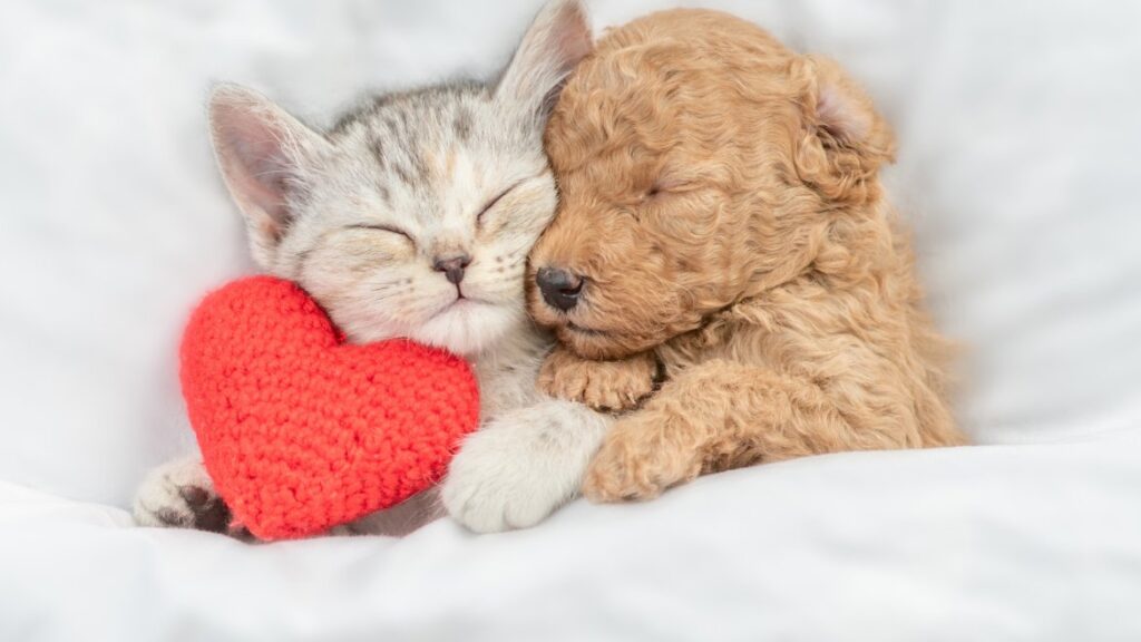 Bébés chien et chat enlassés avec un coeur