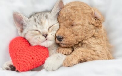 Saint-Valentin: Trouve où se cache ton Valentin aujourd’hui !