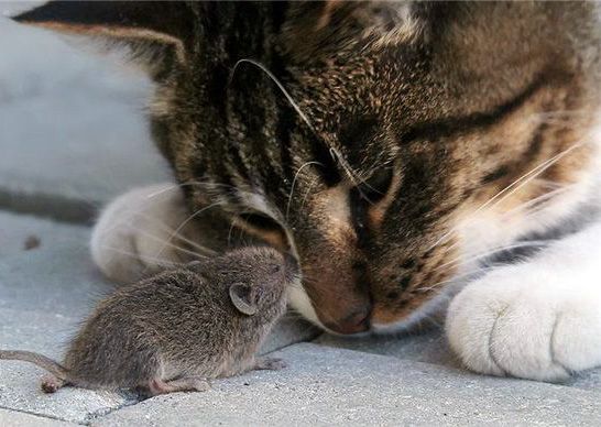 Trouver l'Amour: souris embrassant le nez du chat