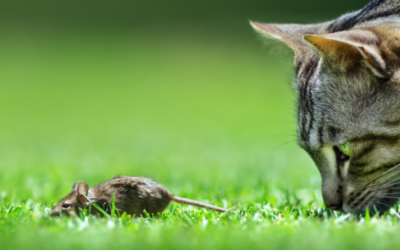 Séduction : Chat ou la Souris ? à toi de jouer !
