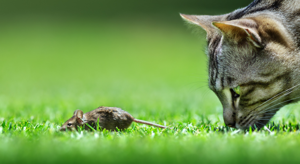 Trouver l'Amour: Chat et souris dans l'herbe