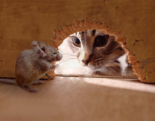 Trouver l'Amour: Chat devant le trou de la souris, observant la souris dans son trou