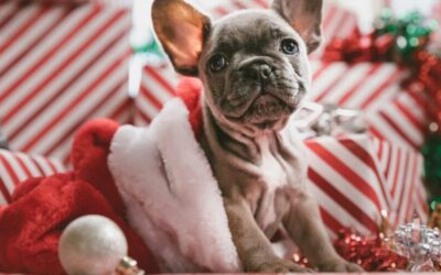 Noël en famille : Guide de Survie pour célibataire, 7 astuces